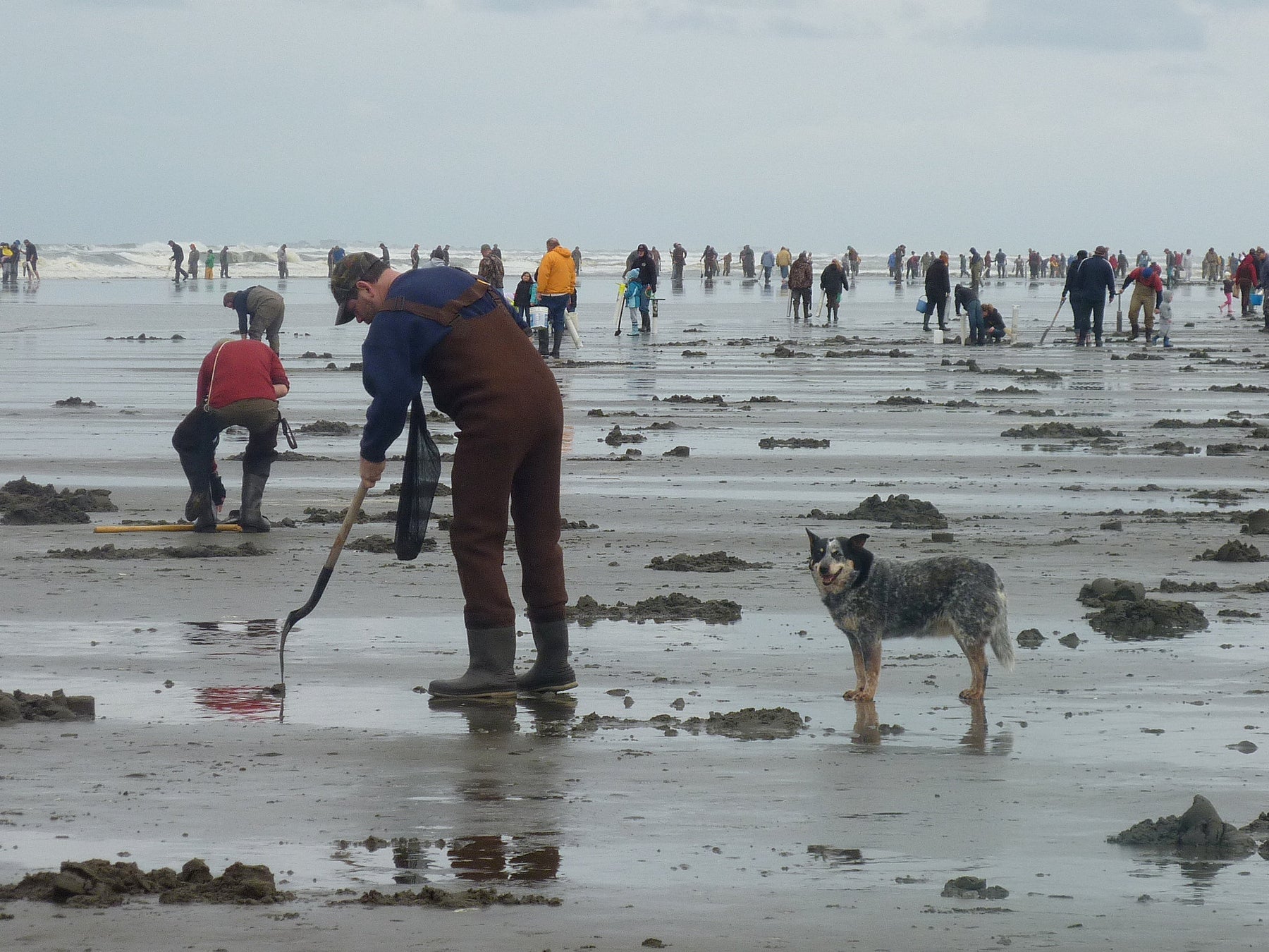 Razor Clam Dig Cancelled Dec 1 - 4, 2020