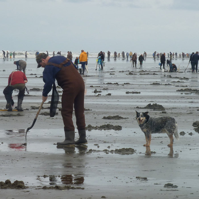 Razor Clam Dig Cancelled Dec 1 - 4, 2020